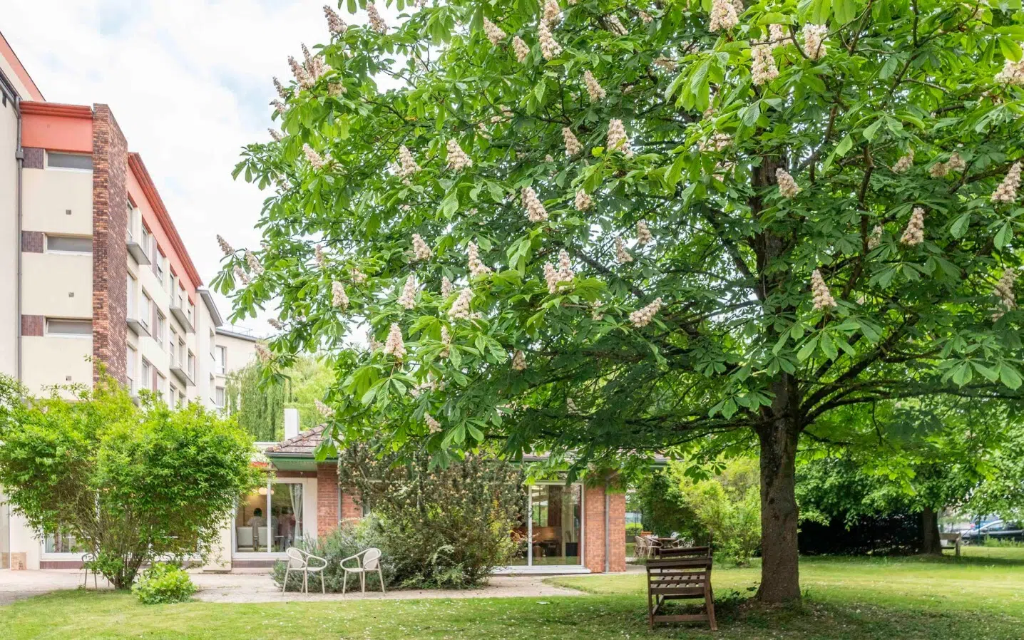 Jardin avec un grand arbre en fleurs blanches et des bancs en bois - bienvenue à l'ehpad maurepas | Clinalliance Ehpad | Maurepas