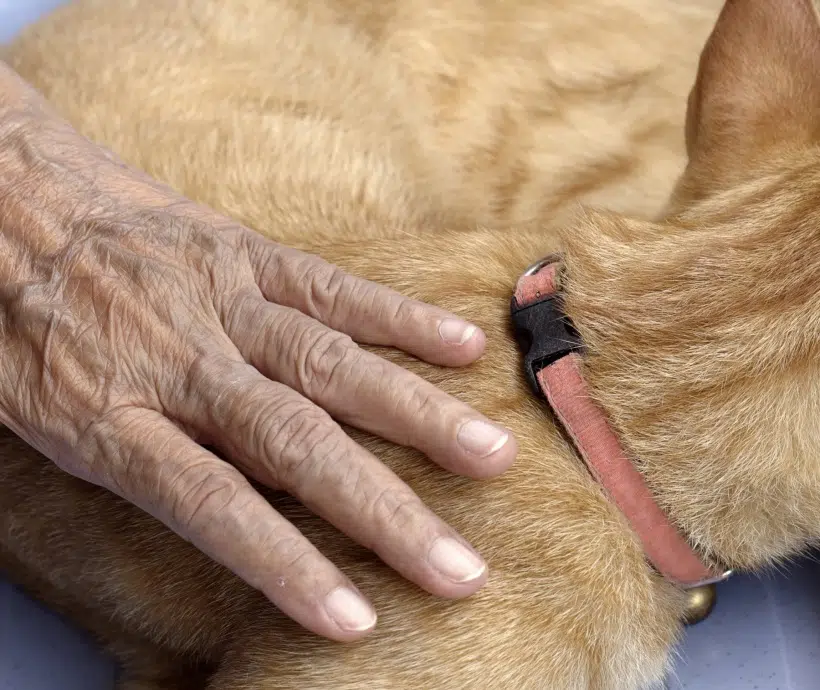 Main d'une personne âgée reposant sur le dos d'un chien - animation animaliere |Clinalliance Paris