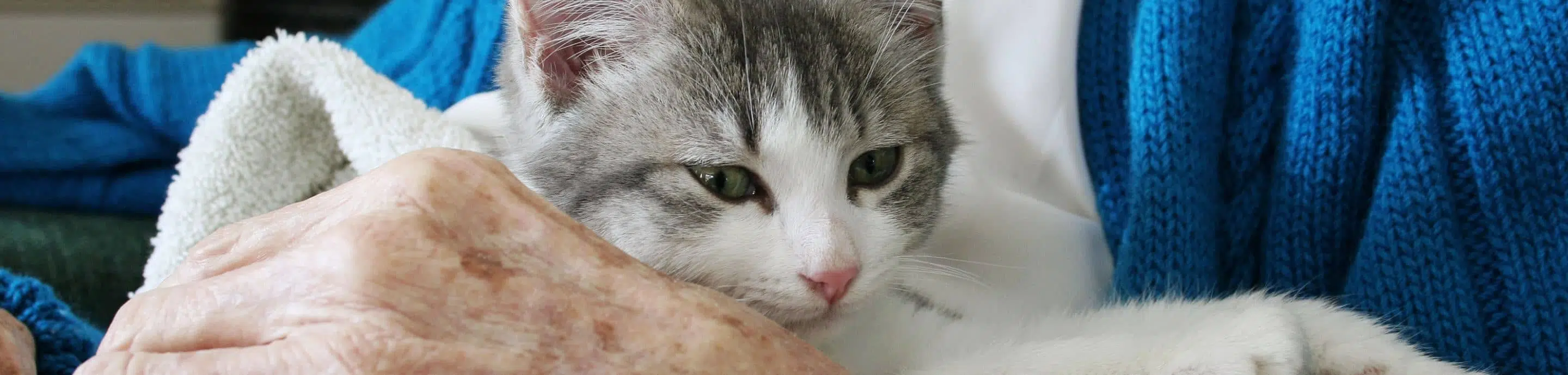 Animaux de compagnie en Ehpad : est-ce possible ? | Clinalliance | Ehpad